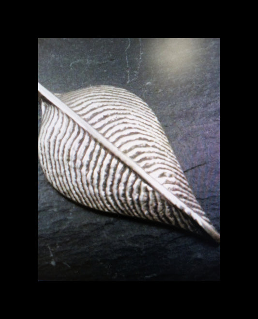 Cuttlefish & Water Casting